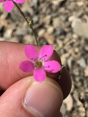 Saltugilia splendens