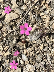 Saltugilia splendens