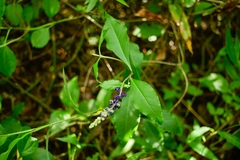 Monnina