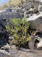 Penstemon aridus