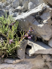 Penstemon aridus