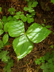 Trillium ovatum