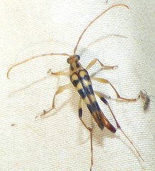 Strangalia luteicornis