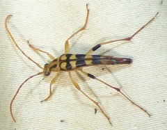 Strangalia luteicornis