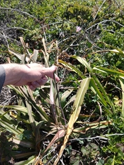 Chlorogalum pomeridianum divaricatum