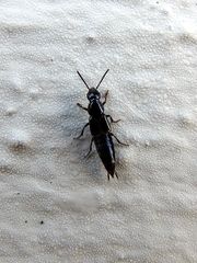 Staphylininae