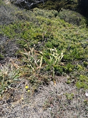 Chlorogalum pomeridianum divaricatum