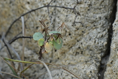 Porophyllum punctatum