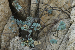 Porophyllum punctatum