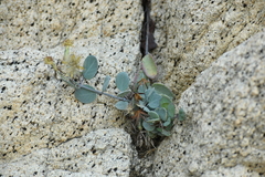 Porophyllum punctatum