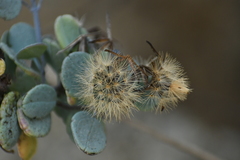 Porophyllum punctatum
