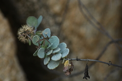Porophyllum punctatum