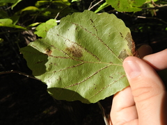 Cameraria hamameliella