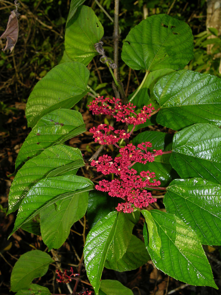 Cissus biformifolia