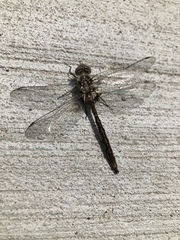 Neurocordulia yamaskanensis