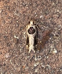 Pseudochelaria walsinghami
