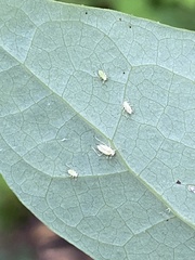 Illinoia liriodendri