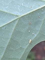 Illinoia liriodendri