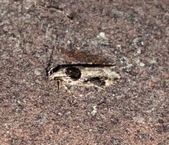 Pseudochelaria walsinghami