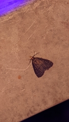 Loxostegopsis merrickalis