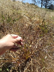 Chlorogalum pomeridianum divaricatum