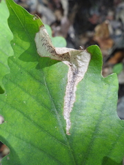 Coptotriche castaneaeella