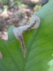 Coptotriche castaneaeella