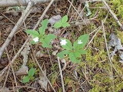 Lysimachia latifolia