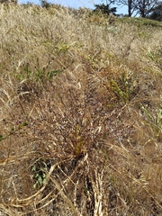 Chlorogalum pomeridianum divaricatum