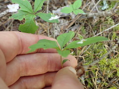 Lysimachia latifolia
