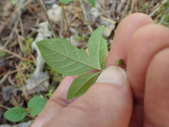 Lysimachia latifolia