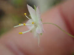 Lysimachia latifolia