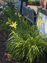 Hemerocallis citrina