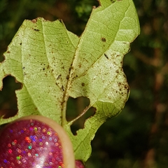 Heliothrips haemorrhoidalis