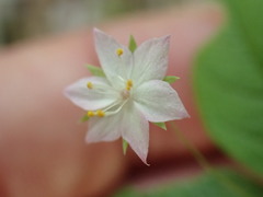 Lysimachia latifolia