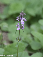 Stachys drummondii