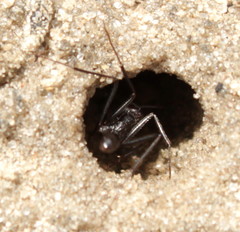 Ocymyrmex barbiger