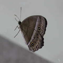 Mycalesis orseis