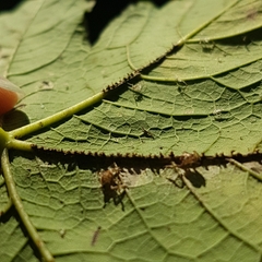 Scolypopa australis