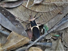 Zelurus circumcinctus