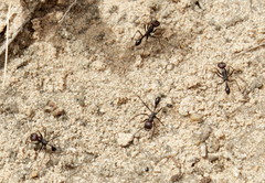 Ocymyrmex barbiger