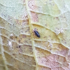 Heliothrips haemorrhoidalis