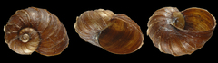 Paryphantopsis matawanensis