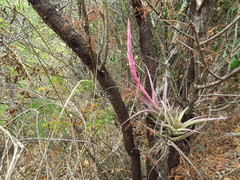 Tillandsia achyrostachys