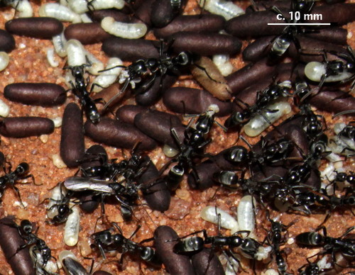 Matabele Ant