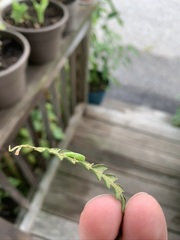Cyclophora pendulinaria