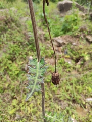 Cirsium maackii