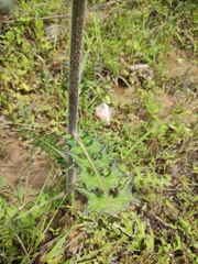 Cirsium maackii