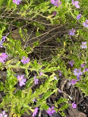 Lythrum californicum