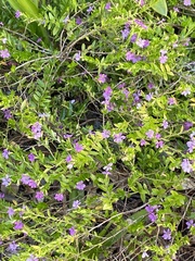 Lythrum californicum